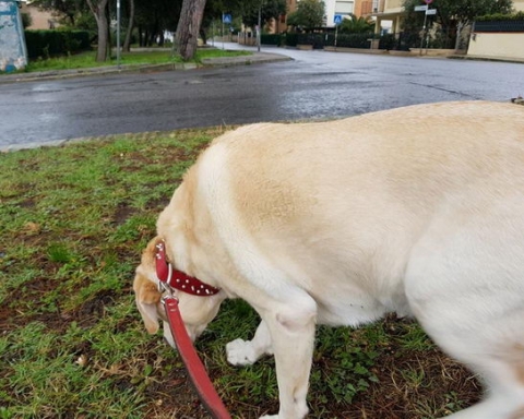 Kelly labrador a spasso per Falconara