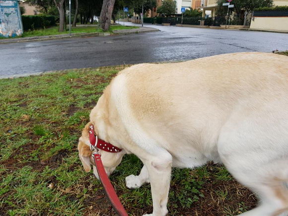 Kelly labrador a spasso per Falconara