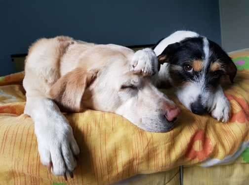 Kelly e Milo