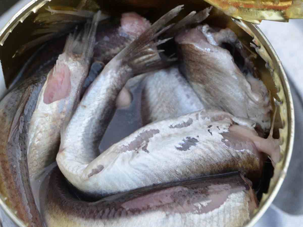 surströmming in una latta